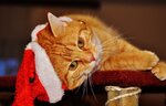 cat-1898613_960_720.jpg