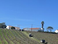 IMG_7344.jpeg