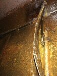IMG_20201007_082726.1.jpg